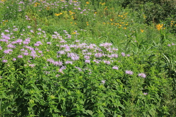 field of flowers