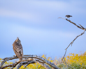 owl sitting on a looking at a mockingbird