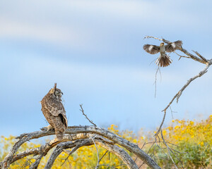 Mockingbird pesters an owl