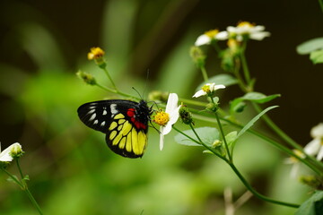 Close-up of butterfly