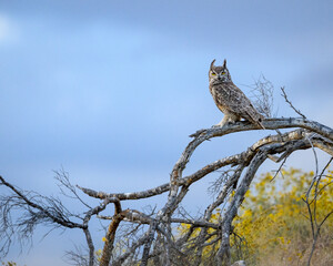 Great Horned owl on a dead tree branch