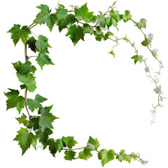 Isolated Vines PNG on Transparent Background. Natural and Organic Plant Illustration for Design Projects.