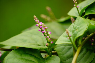 Close-up of Basella rubra flower
