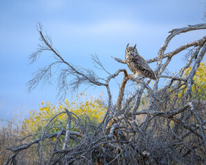 owl in the tree