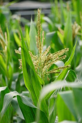Close-up of Zea mays tree