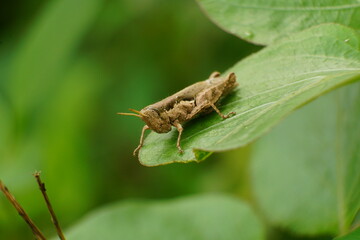Close-up of grasshopper - Oxya chinensis Thunb