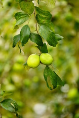 Close-up of Ziziphus mauritiana fruit