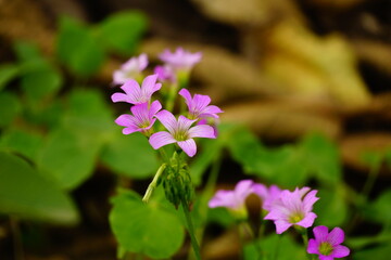 Close-up of Oxalis rubra flower