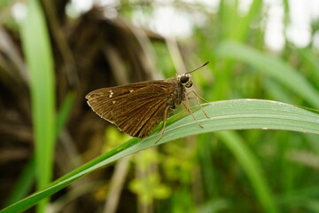 Obraz premium Close-up of butterfly