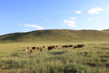 Fototapeta premium A herd of cattle on the prairie