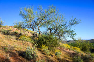 Obraz premium tree on the hill