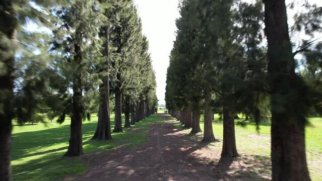 Camino de arboles. Entrada a estancia. 
