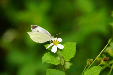 Close-up of butterfly