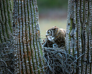 a mother owl in a nest with her young
