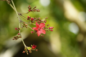 Close-up of Jatropha pandurifolia flower