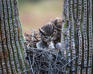 feeding time in the nest
