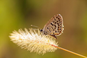A butterfly is gathering honey