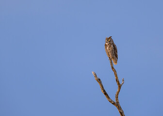 an owl on a branch
