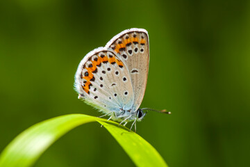 A butterfly is gathering honey