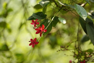 Close-up of Jatropha pandurifolia flower