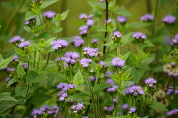 Fototapeta premium Close-up of Ageratum conyzoides flower