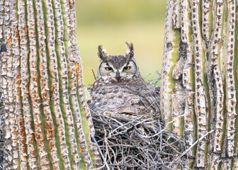 close up of a great horned owl in a nest in a saguaro cactus