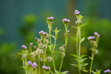 Close-up of Ageratum conyzoides flower