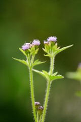 Close-up of Ageratum conyzoides flower