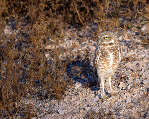 burrowing owl in the desert