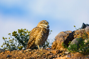 Burrowing owl in the desert