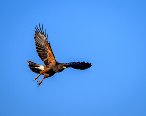 Hawk in flight