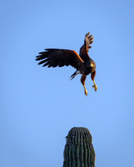 Harris's Hawk taking flight from a cactus in Arizona.