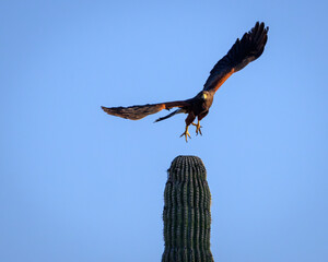 Hawk taking flight 