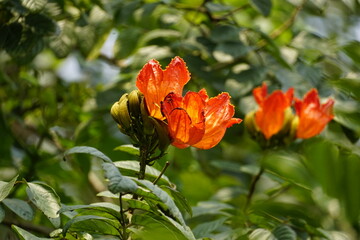 Close-up of Spathodea campanulata flower