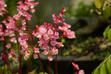 Close-up of Tropaeolum majus flower