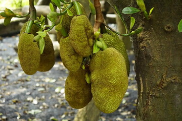 Close-up of jackfruit on the tree