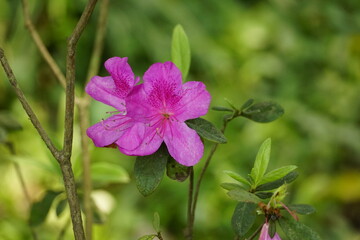 Close-up of blooming azalea flowers