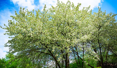 Fototapeta premium White apple flowers in full bloom on a bright spring day on the riverbank of Big Sioux River at Pasley Park in Sioux Falls, South Dakota, USA