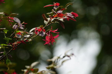 Close-up of Loropetalum chinense flower