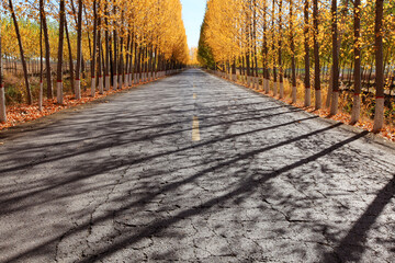 In autumn, asphalt roads and beautiful trees, The poplar forest in autumn