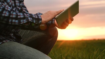 Male agricultural farmer hands quality control green wheat analyzing data tablet at sunset closeup