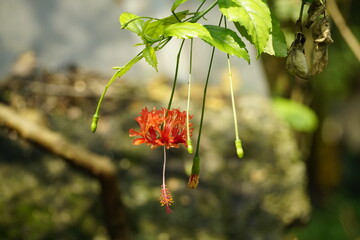 Close-up of red hibiscus flower