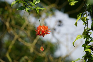 Close-up of red hibiscus flower