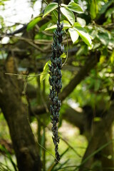 Close-up of Strongylodon macrobotrys flower