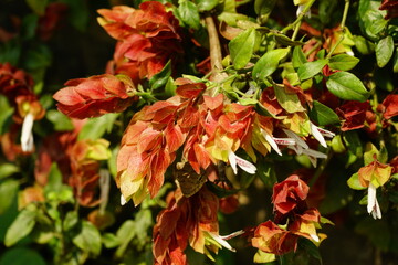 Close-up of Justicia brandegeeana flower