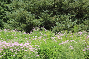 wildflowers in the forest