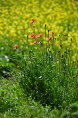 A spring scene in Japan with canola flowers in full bloom. Seasonal flower background material.