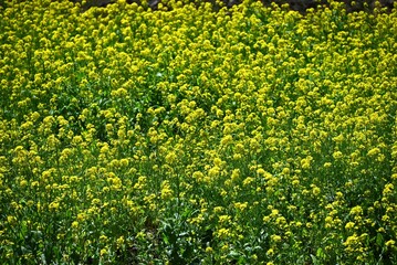 A spring scene in Japan with canola flowers in full bloom. Seasonal flower background material.