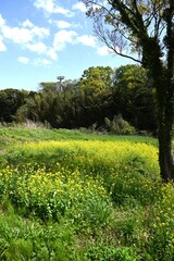 A spring scene in Japan with canola flowers in full bloom. Seasonal flower background material.