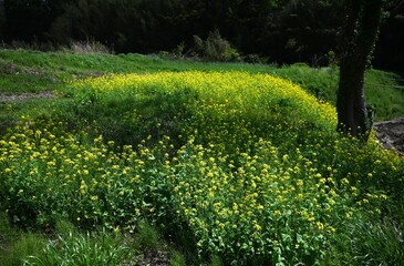 A spring scene in Japan with canola flowers in full bloom. Seasonal flower background material.